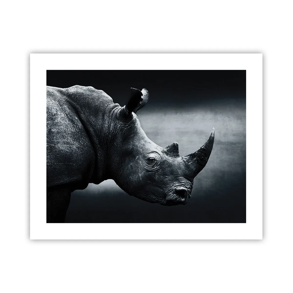 Pôster - Perfil direito - 50x40 cm