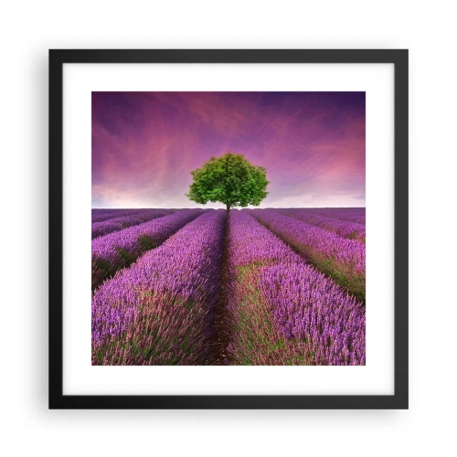 Pôster com moldura preta - Nos campos de lavanda - 40x40 cm