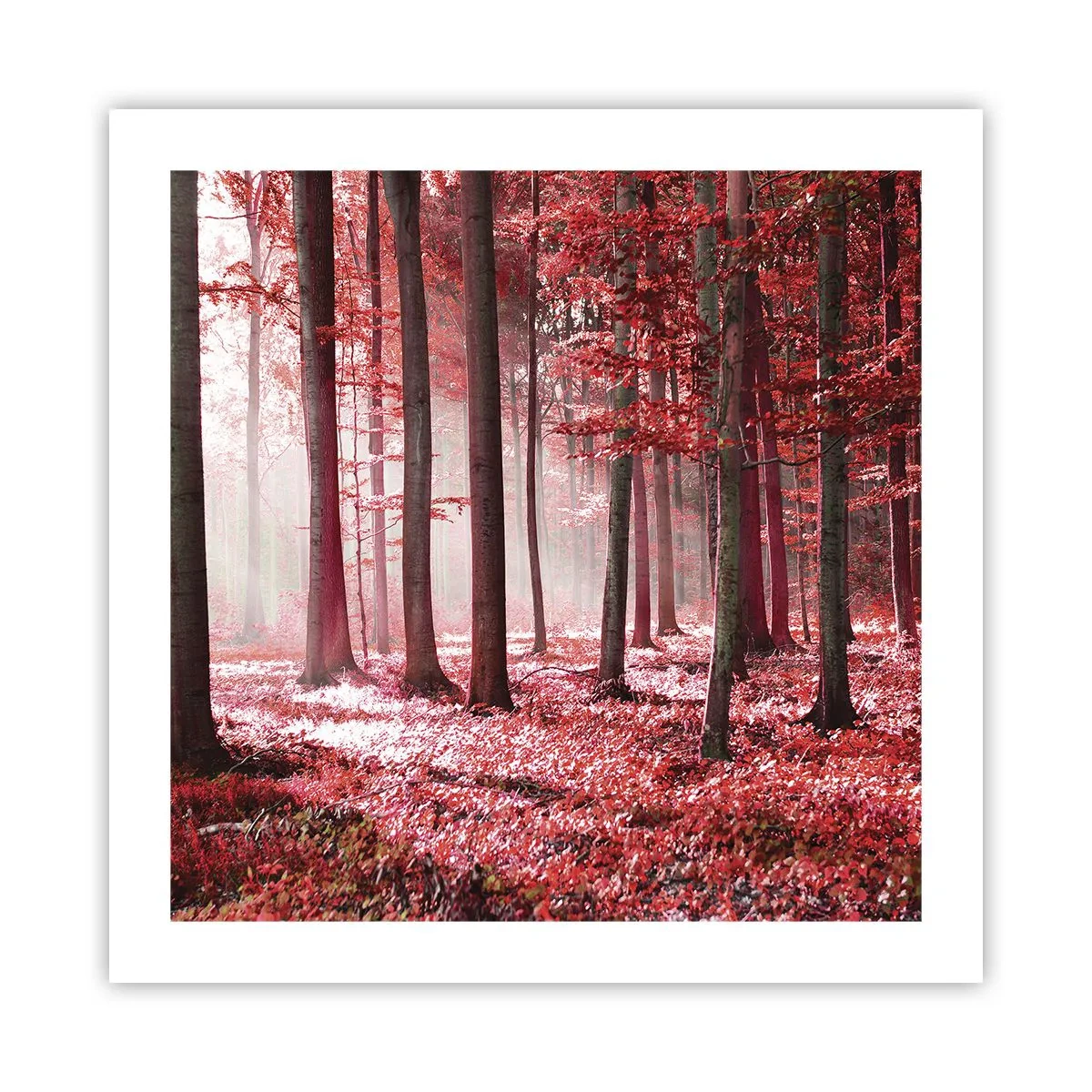 Pôster - O vermelho também é belo - 50x50 cm