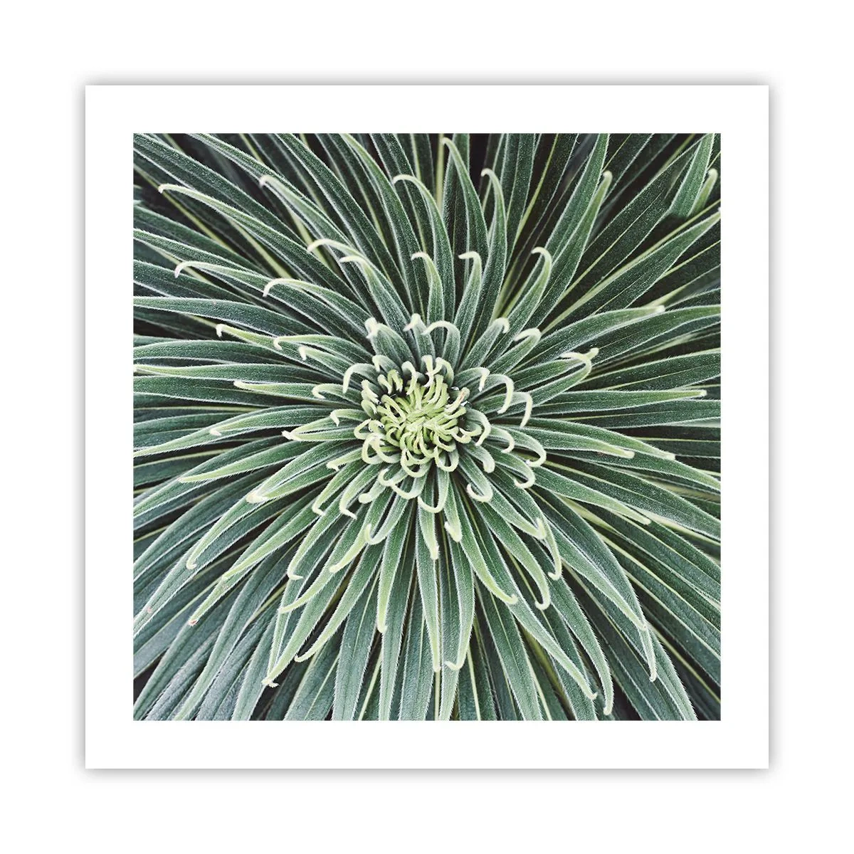 Pôster - Nasce uma estrela - 50x50 cm