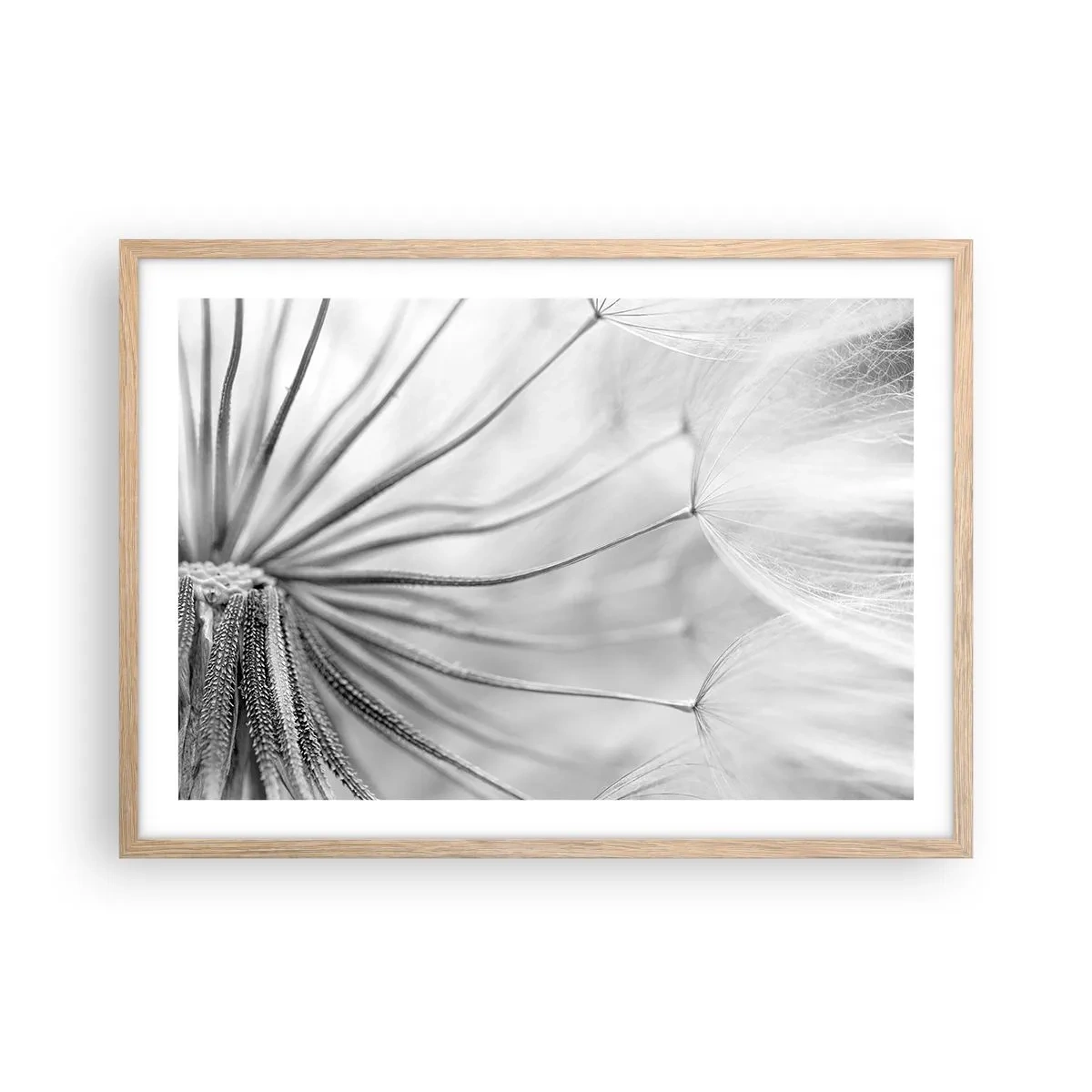 Pôster com moldura de carvalho claro - Dentes de leão, pipas - 70x50 cm