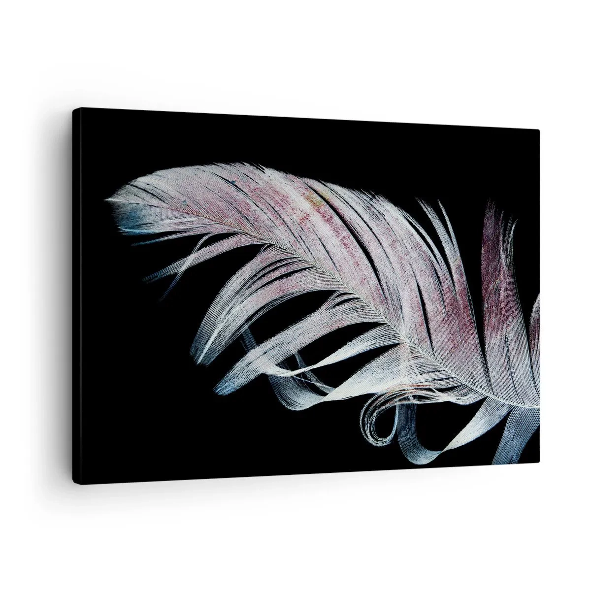 Quadro em tela - Uma pena delicada sobre um fundo preto numa abordagem artística - 70x50cm - Pense no toque - Decoração de parede moderna para a sala de estar e quarto ARTTOR