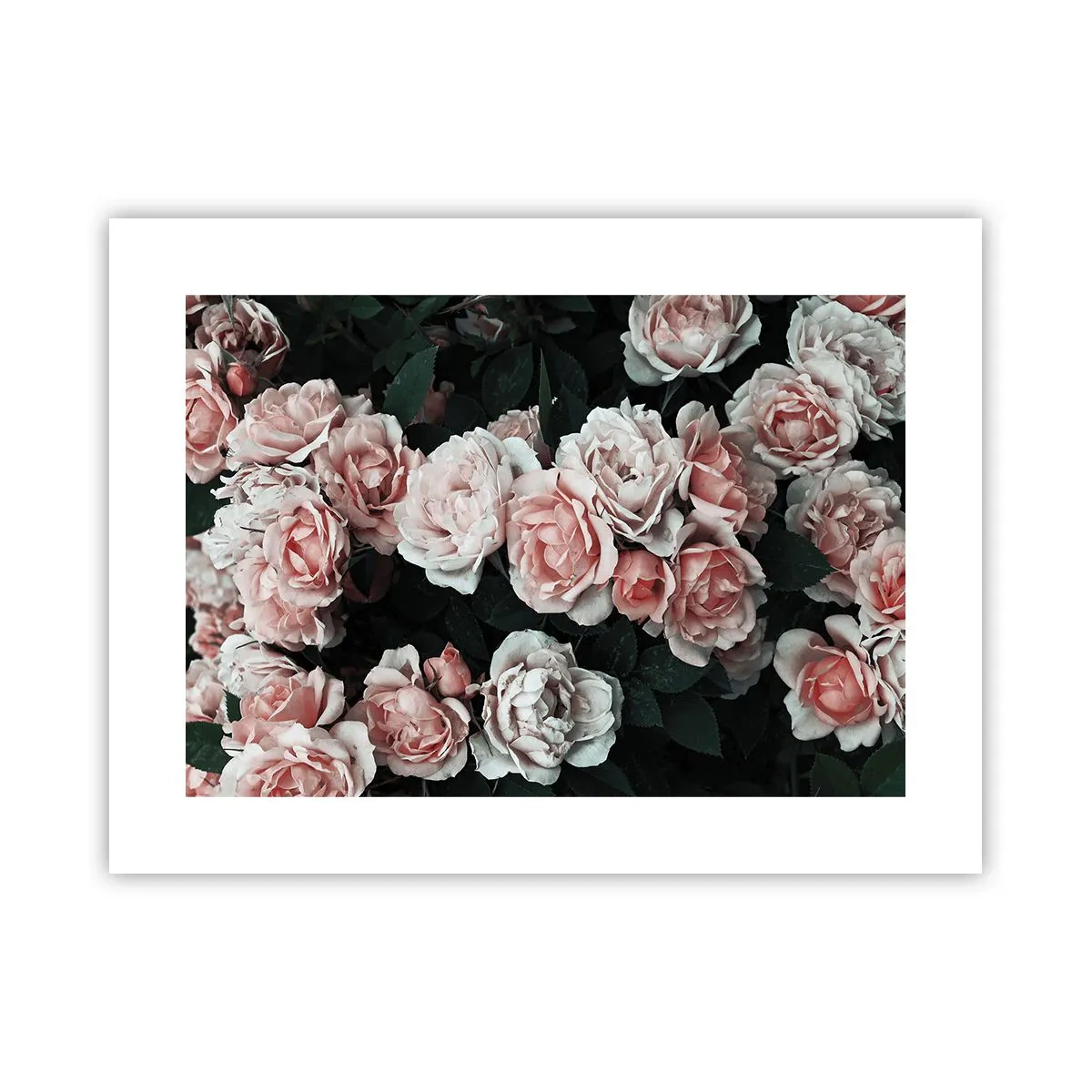 Pôster - Conjuntos de rosas - 40x30 cm