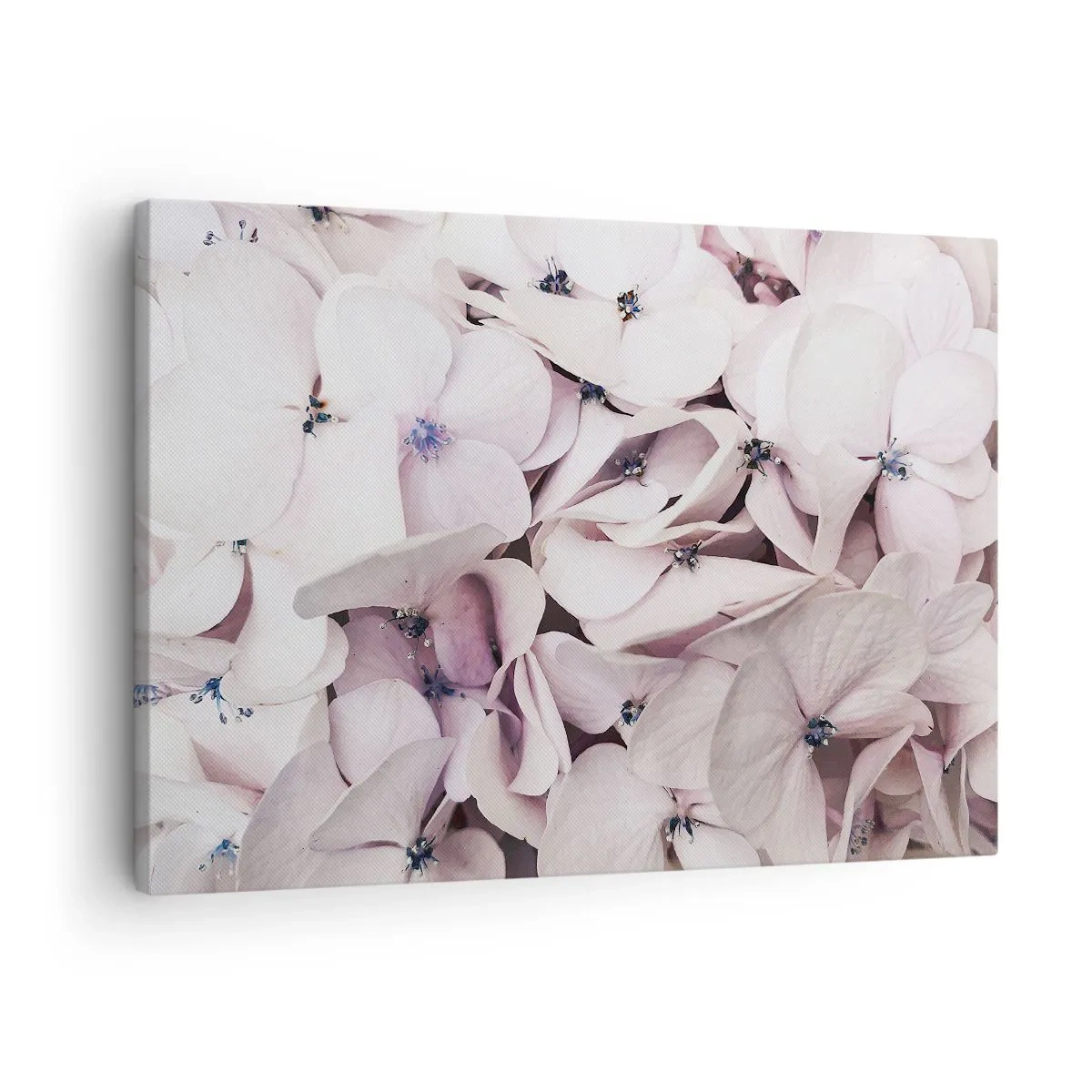 Quadro em tela - Delicadas hortênsias brancas em tons pastel - 70x50cm - Em uma inundação de flores - Decoração de parede moderna para a sala de estar e quarto ARTTOR