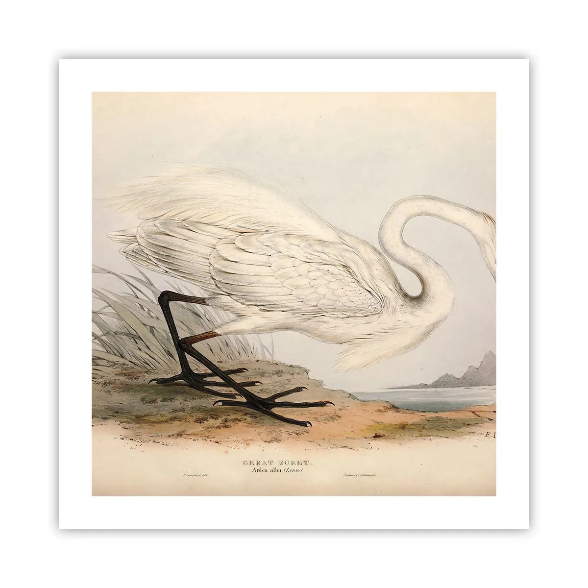 Pôster - A senhora nos juncos - 50x50 cm