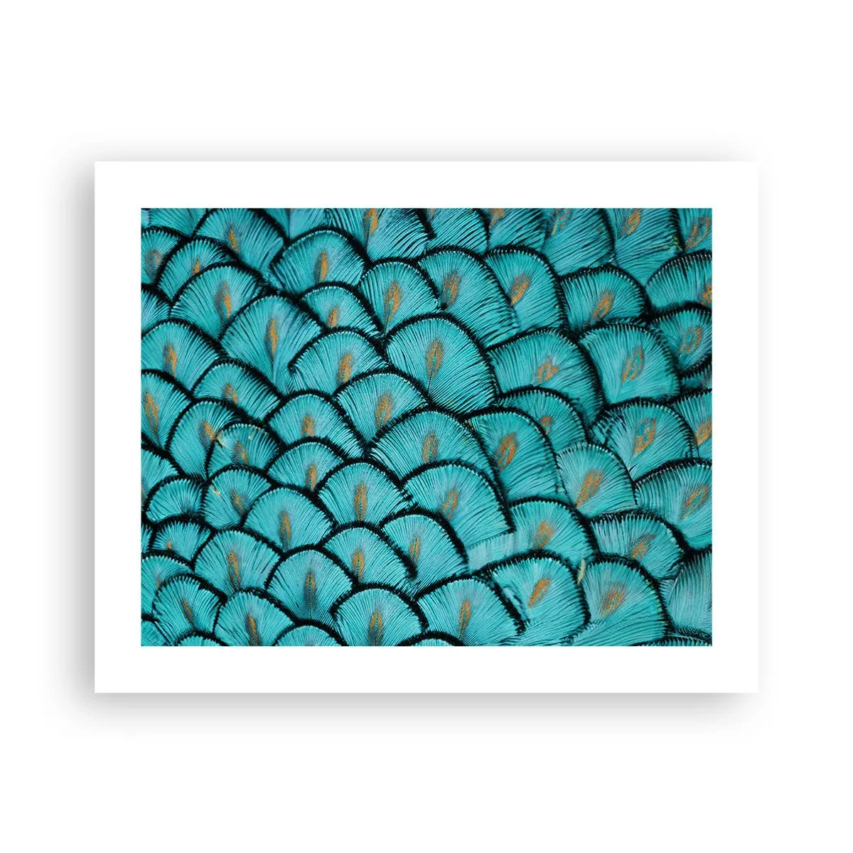 Pôster - A grande gala de penas - 50x40 cm