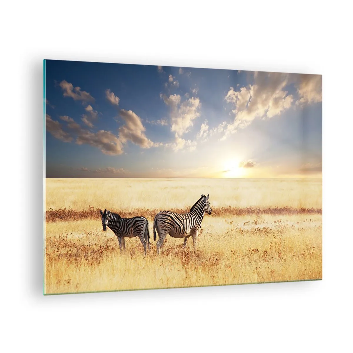 Quadro em vidro - Duas zebras na savana ao pôr do sol - 70x50cm - Vá embora, não perturbe - Decoração de parede moderna para a sala de estar e quarto ARTTOR
