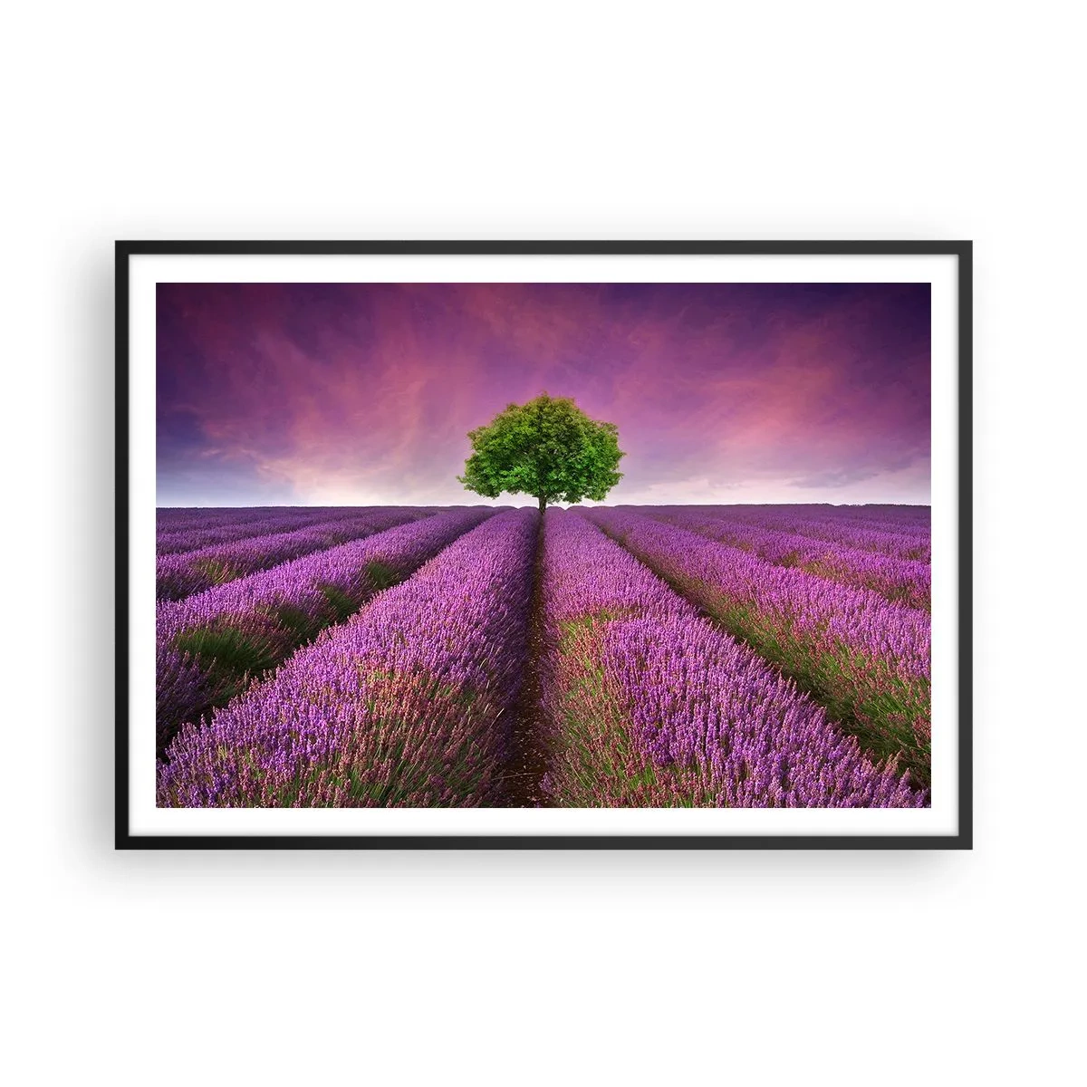 Pôster com moldura preta - Nos campos de lavanda - 100x70 cm