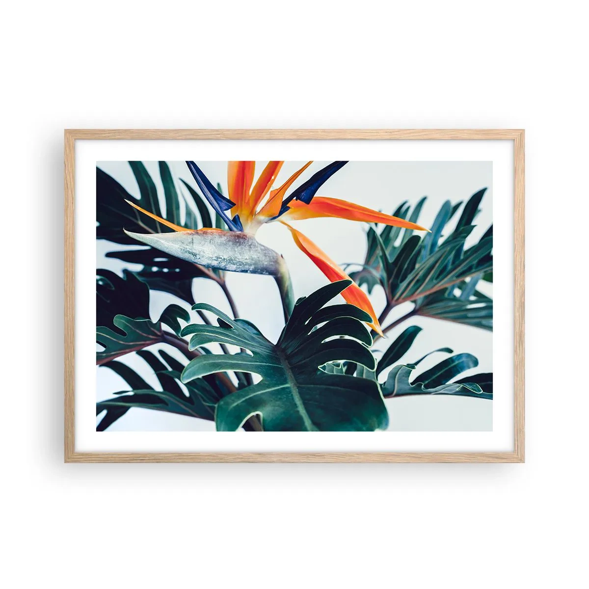 Pôster com moldura de carvalho claro - Arbusto de passarinho - 70x50 cm