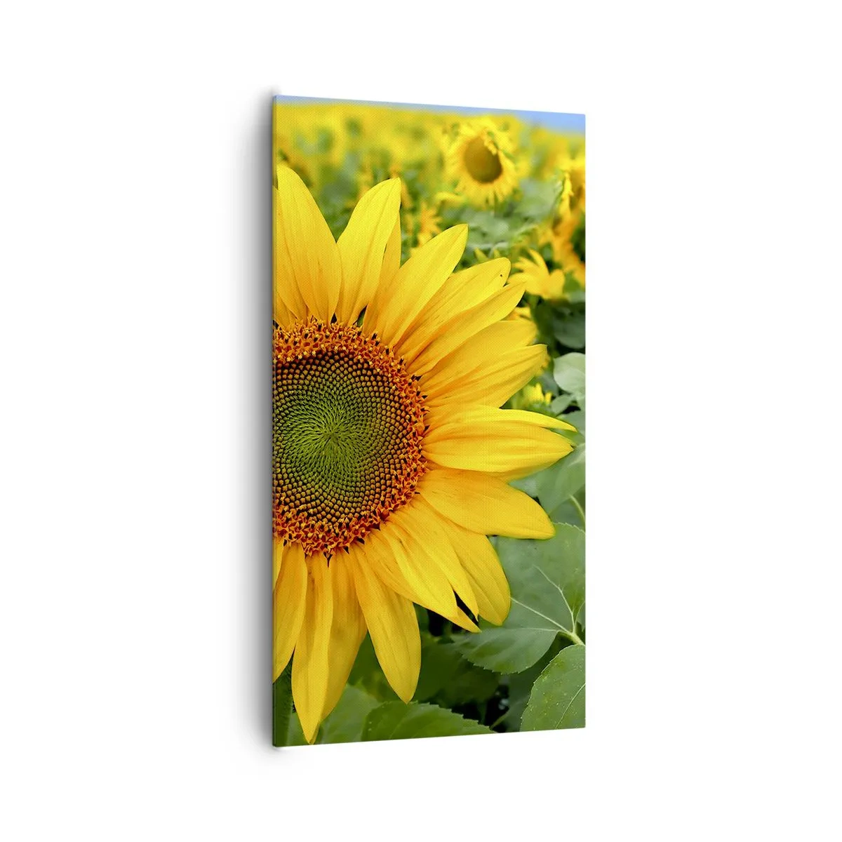 Quadro em tela - Centenas de sóis brilharam - 65x120 cm