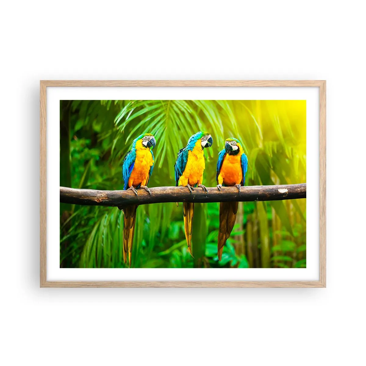 Pôster com moldura de carvalho claro - E ouviste dizer que ela...? - 70x50 cm