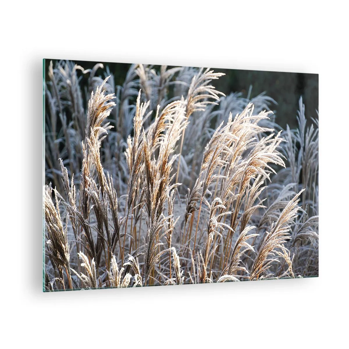 Quadro em vidro - Gramíneas congeladas no sol de inverno - 70x50cm - Decorado com a geada - Decoração de parede moderna para a sala de estar e quarto ARTTOR