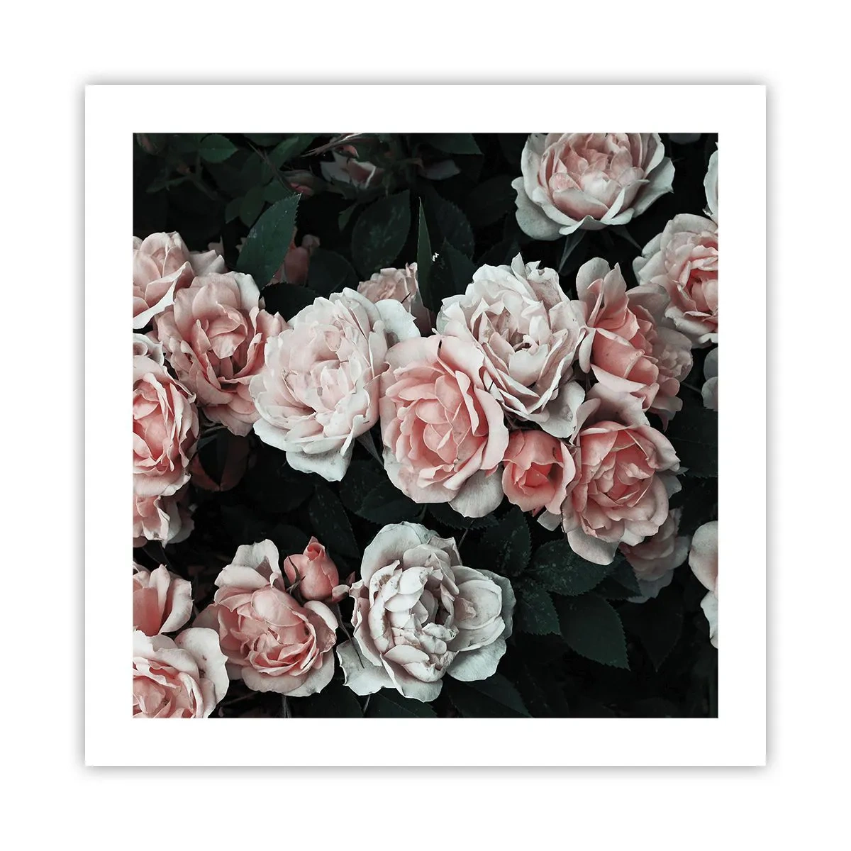 Pôster - Conjuntos de rosas - 50x50 cm