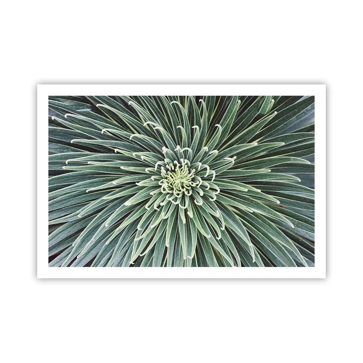 Pôster - Nasce uma estrela - 91x61 cm