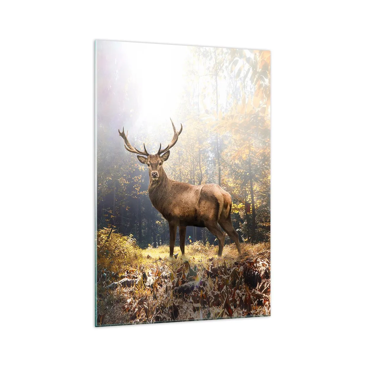 Quadro em vidro - Em plena majestade - 70x100 cm