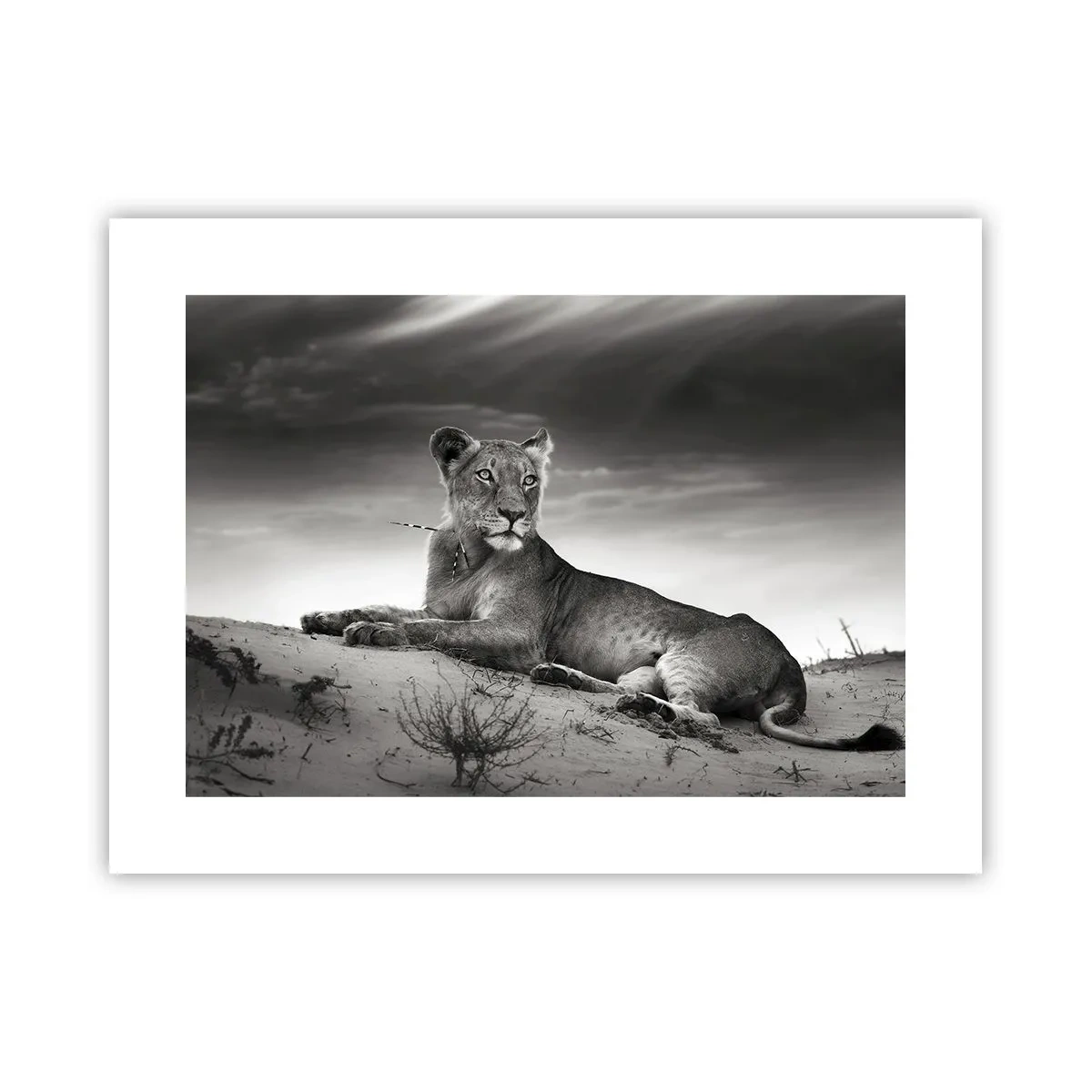 Pôster - Descanso da Rainha do Deserto - 40x30 cm