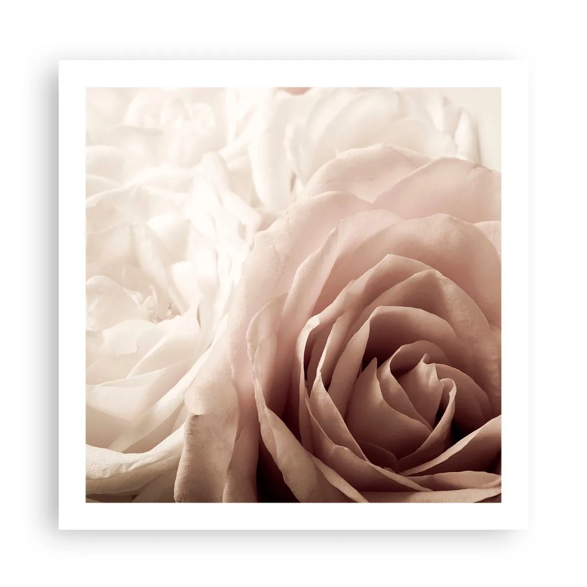 Pôster - No coração de uma rosa - 60x60 cm
