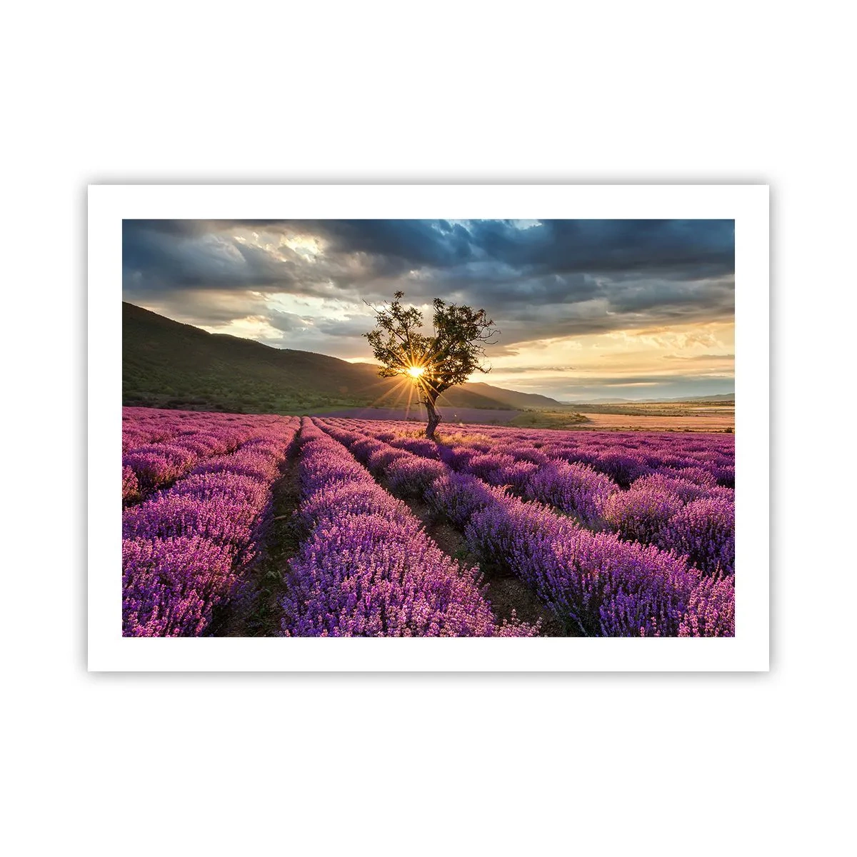 Pôster - Aroma lilás - 70x50 cm