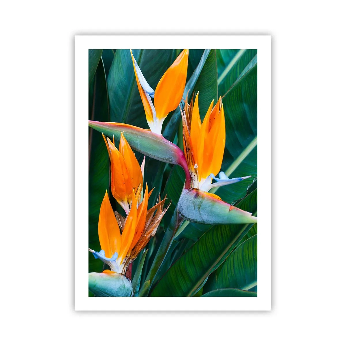 Pôster - É uma flor ou é um pássaro? - 50x70 cm