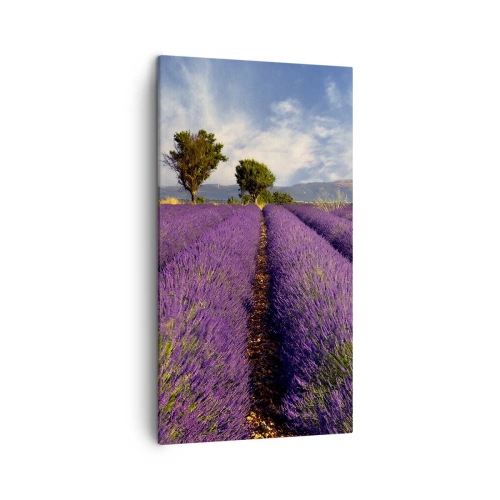 Quadro em tela - Prados de lavanda - 45x80 cm