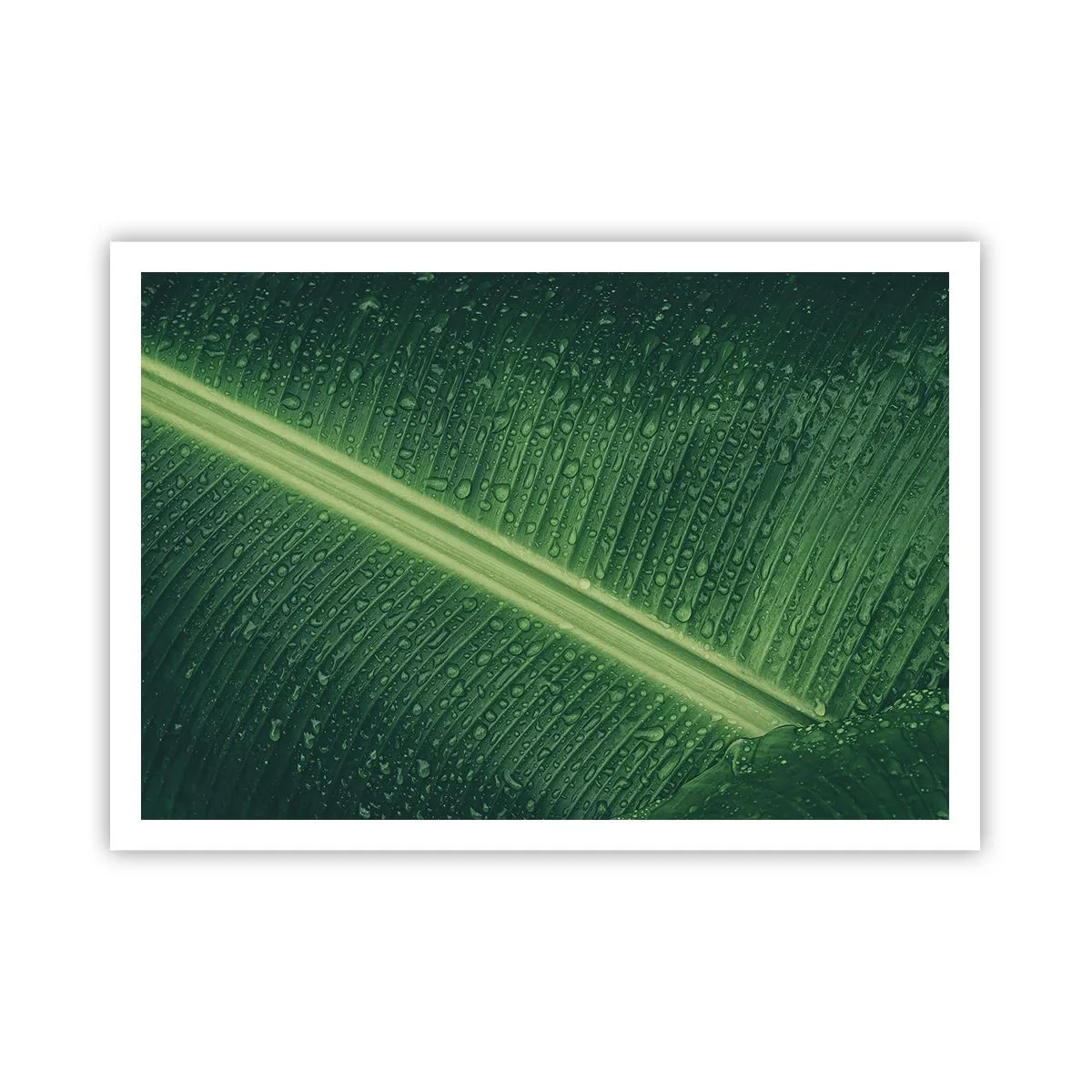 Pôster - A estrutura da vegetação - 100x70 cm