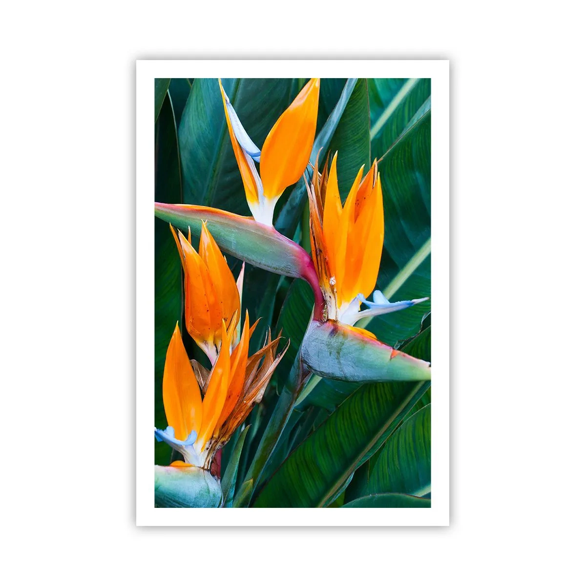 Pôster - É uma flor ou é um pássaro? - 61x91 cm
