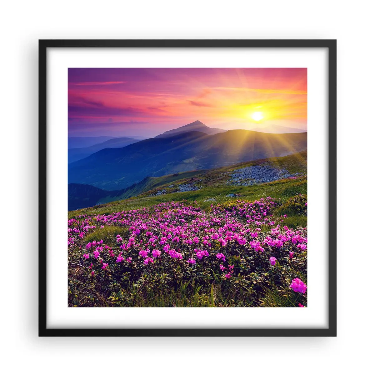 Pôster com moldura preta - …Cheiro de pinheiros e ervas da montanha - 50x50 cm