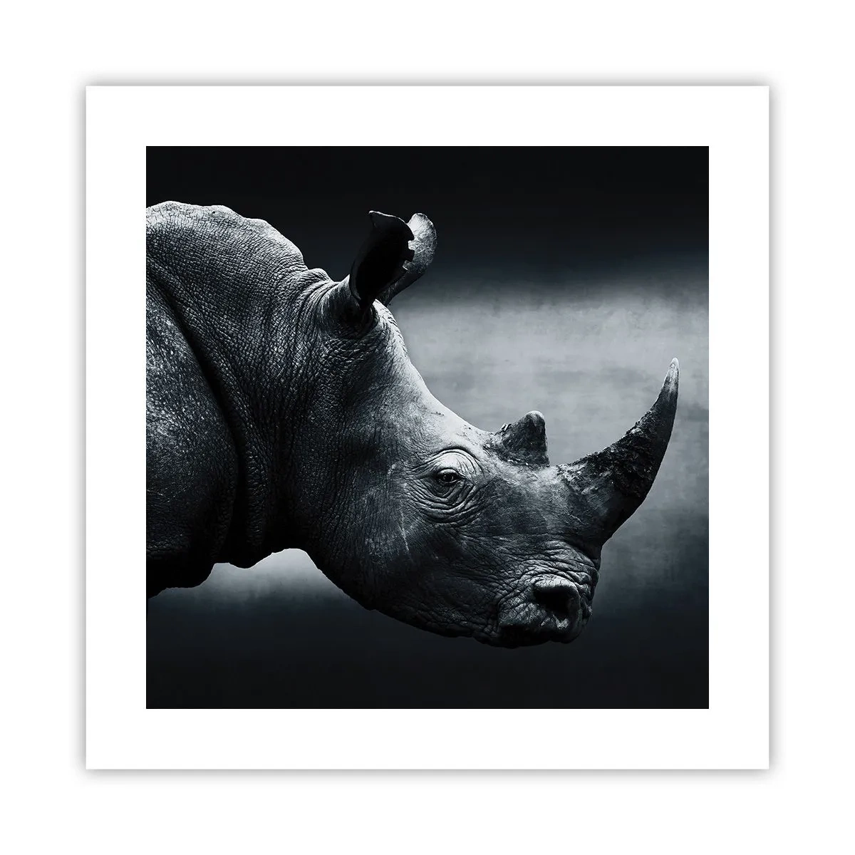 Pôster - Perfil direito - 40x40 cm