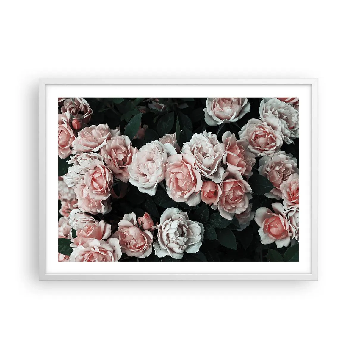 Pôster em moldura branca - Conjuntos de rosas - 70x50 cm