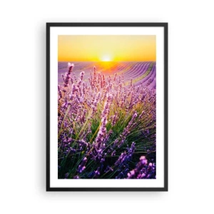 Pôster com moldura preta - Um campo de lavanda iluminado pelos raios do sol poente - 50x70cm - Prado perfumado - Decoração de parede moderna para a sala de estar e quarto ARTTOR
