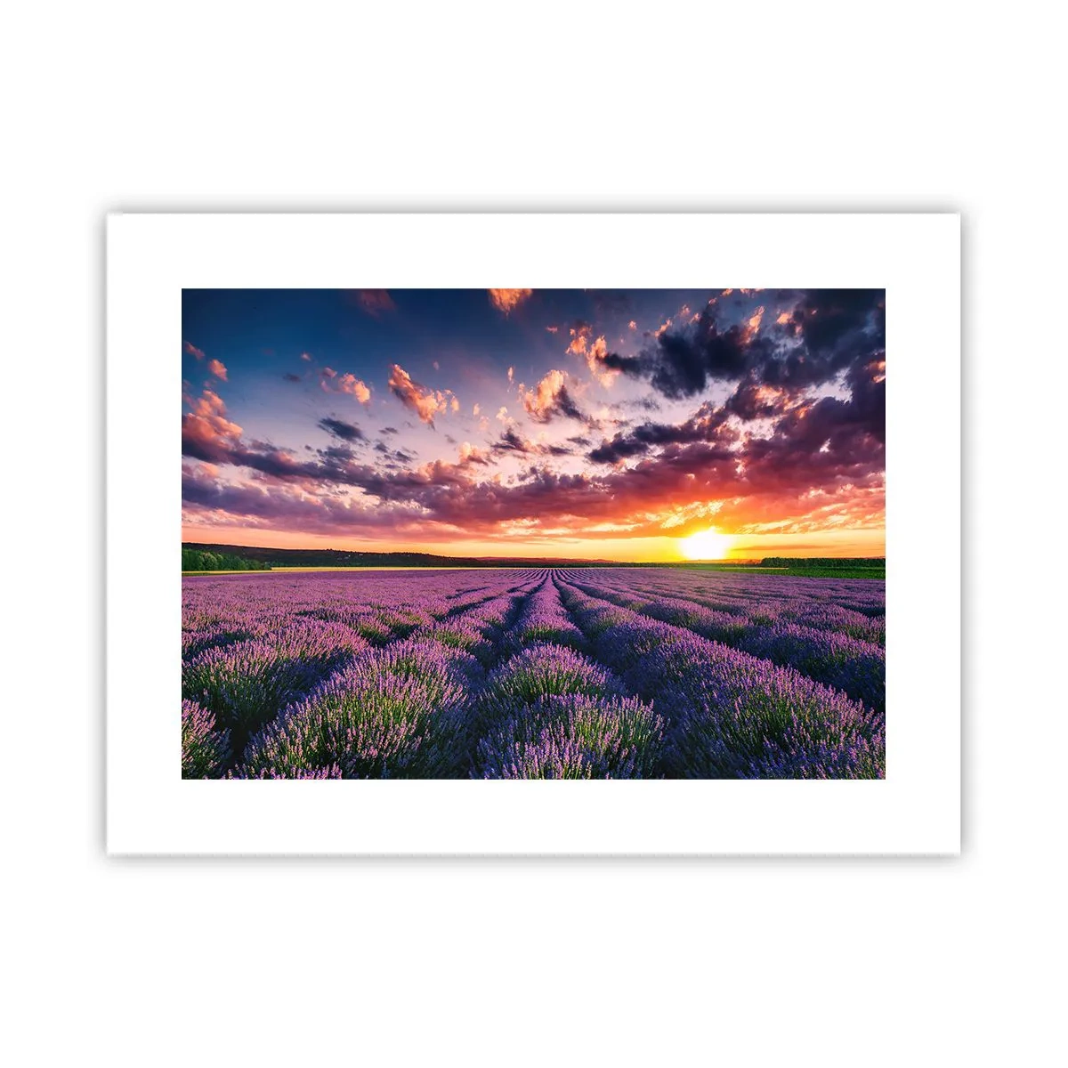 Pôster - O mundo da lavanda - 40x30 cm