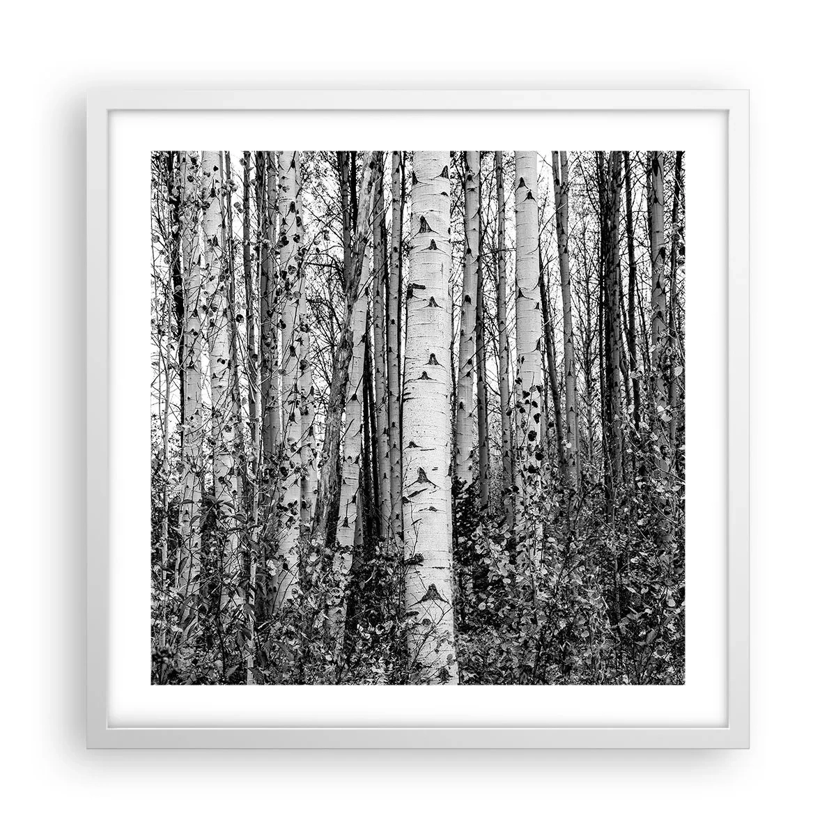 Pôster em moldura branca - Colunata de bétula - 50x50 cm