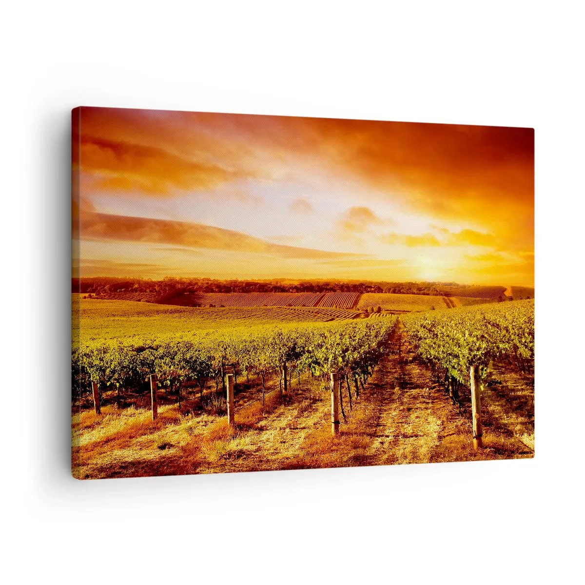 Quadro em tela - Vinhedo ao pôr do sol com tons quentes do céu - 70x50cm - Delicadamente frutado com um toque de sol - Decoração de parede moderna para a sala de estar e quarto ARTTOR