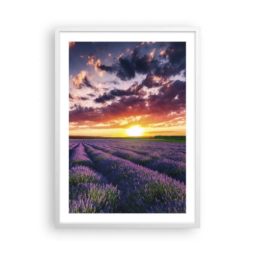 Pôster em moldura branca - O mundo da lavanda - 50x70 cm
