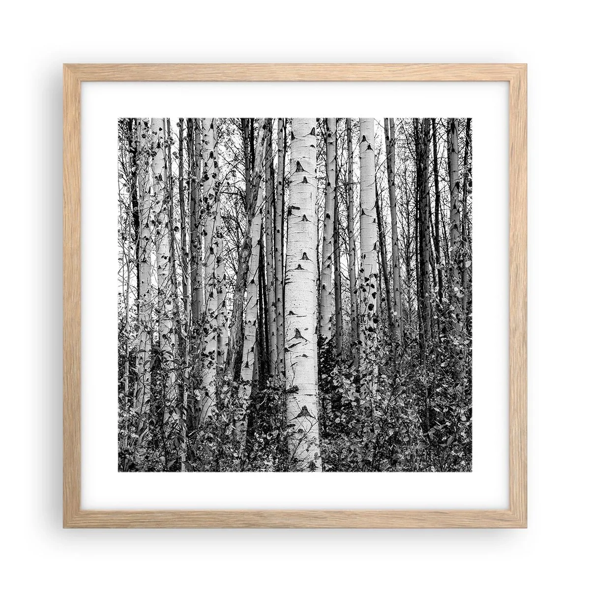 Pôster com moldura de carvalho claro - Colunata de bétula - 40x40 cm