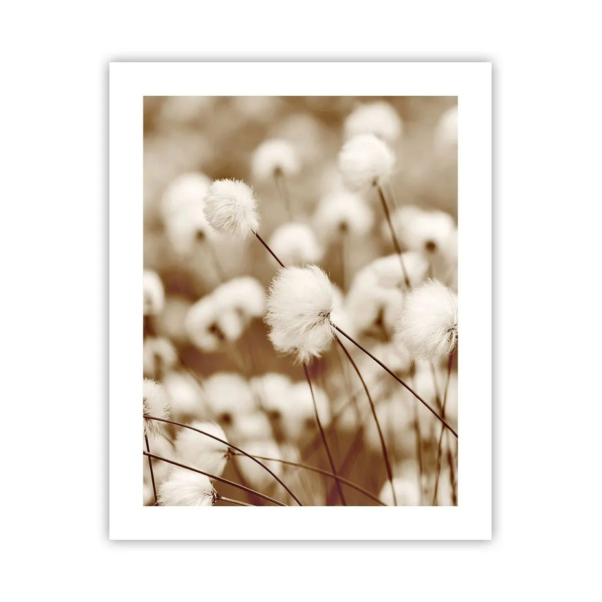 Pôster - Campos felpudos - 40x50 cm