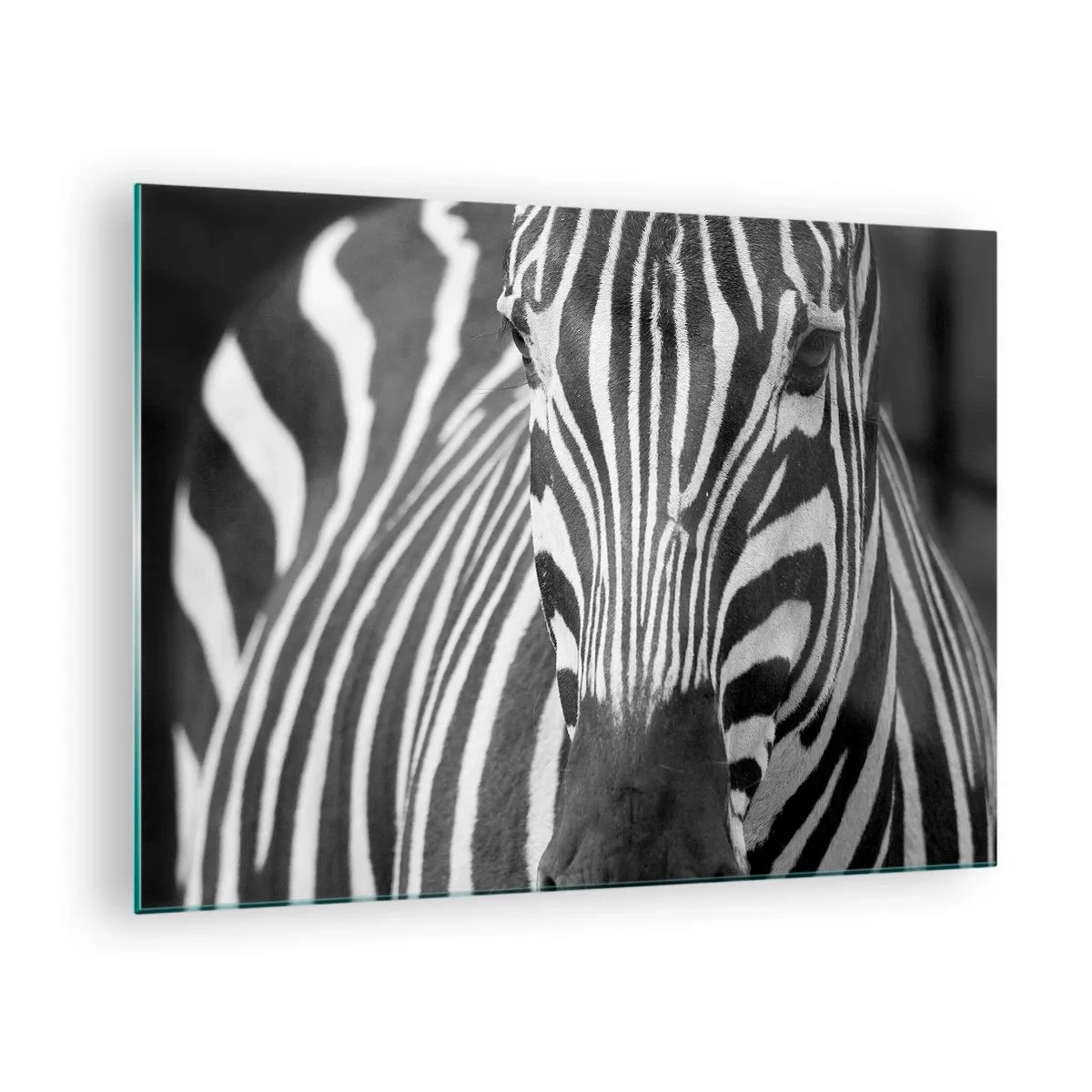 Quadro em vidro - Retrato em preto e branco de uma zebra com listras visíveis - 70x50cm - O mundo é preto e branco - Decoração de parede moderna para a sala de estar e quarto ARTTOR