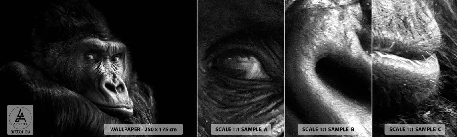 Amostra de Papel de Parede Standard Eco - E para que é que estás a olhar? - Macaco, Gorila, Animais - 100x30 cm
