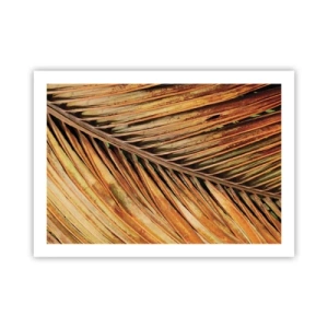 Pôster - Ouro de coco - 70x50 cm