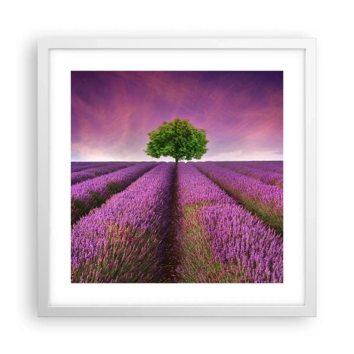 Pôster em moldura branca - Nos campos de lavanda - 40x40 cm
