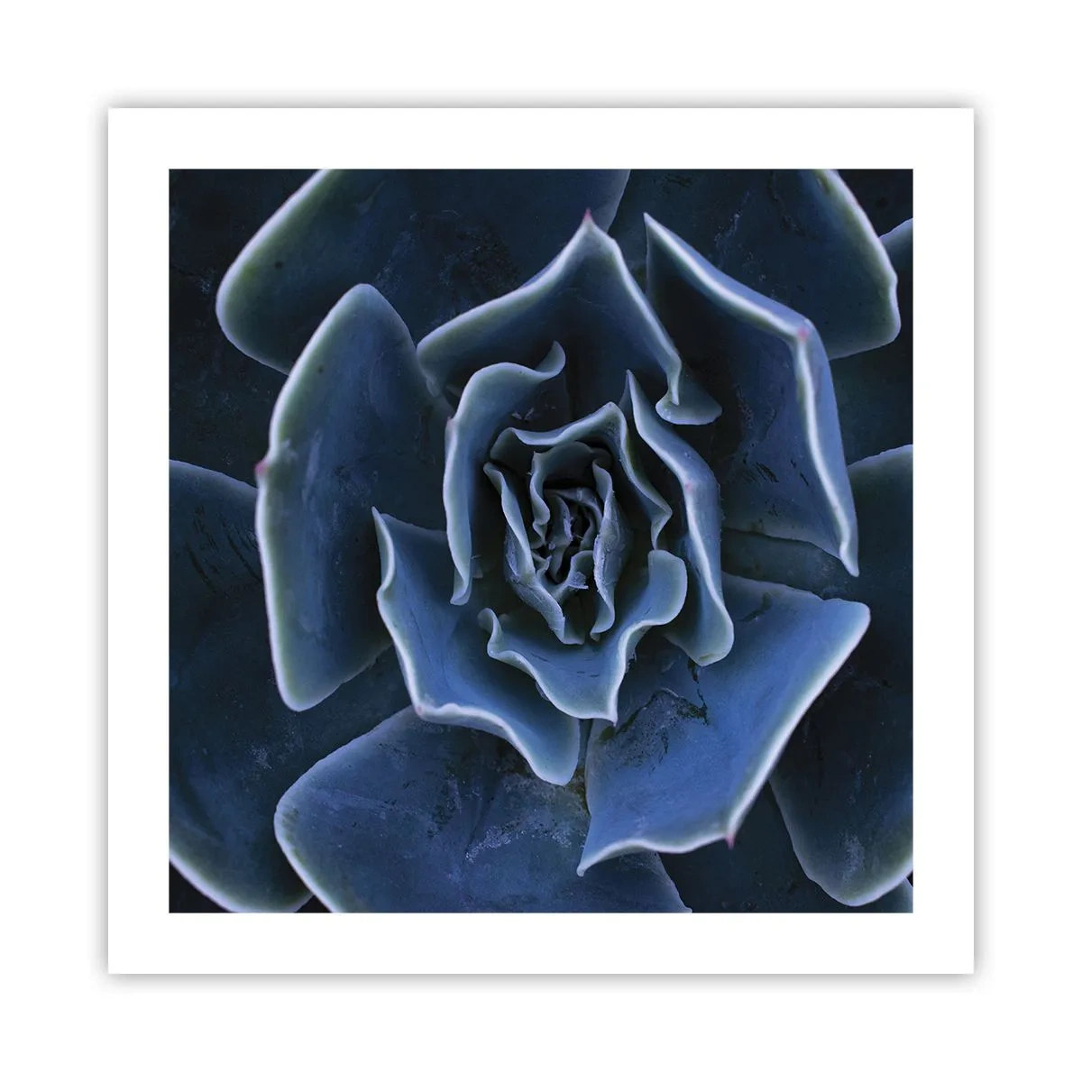 Pôster - Flor do deserto - 50x50 cm