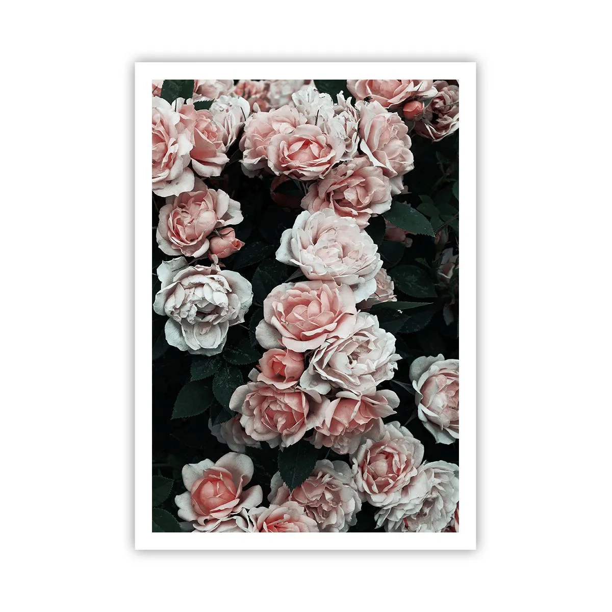 Pôster - Conjuntos de rosas - 70x100 cm