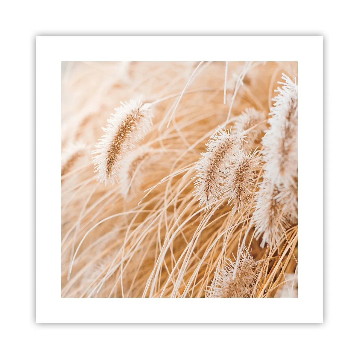 Pôster - O murmúrio dourado das plantas - 40x40 cm