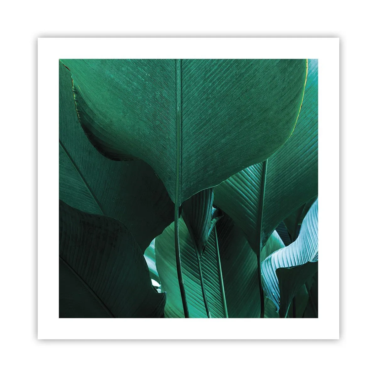 Pôster - De frente para a luz - 50x50 cm