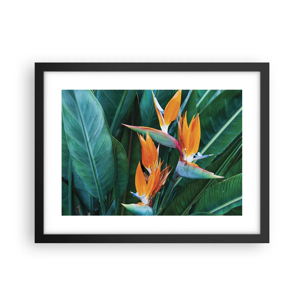 Pôster com moldura preta - É uma flor ou é um pássaro? - 40x30 cm