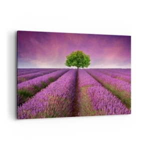 Quadro em tela - Nos campos de lavanda - 100x70 cm