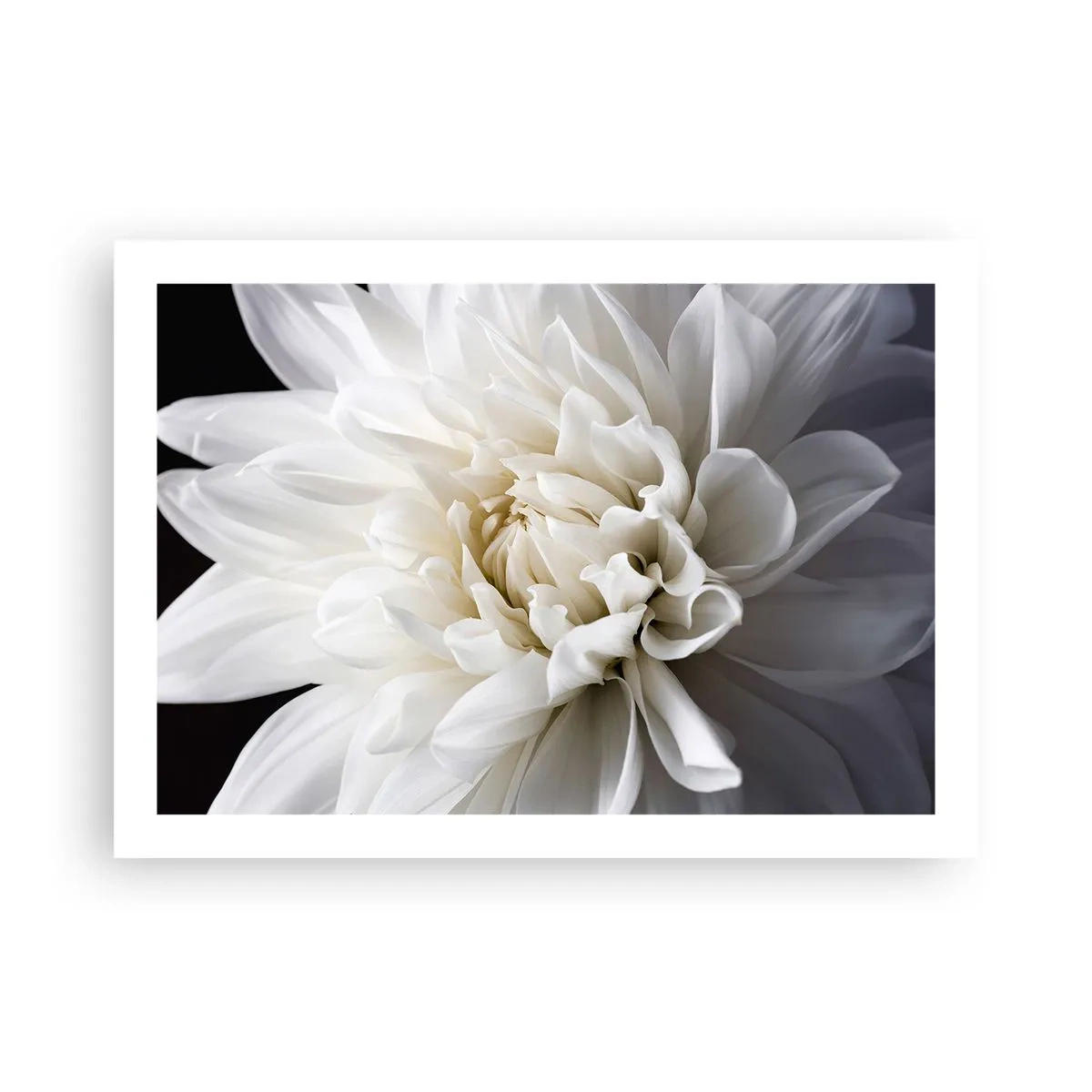 Pôster - Manhã da noiva - 70x50 cm