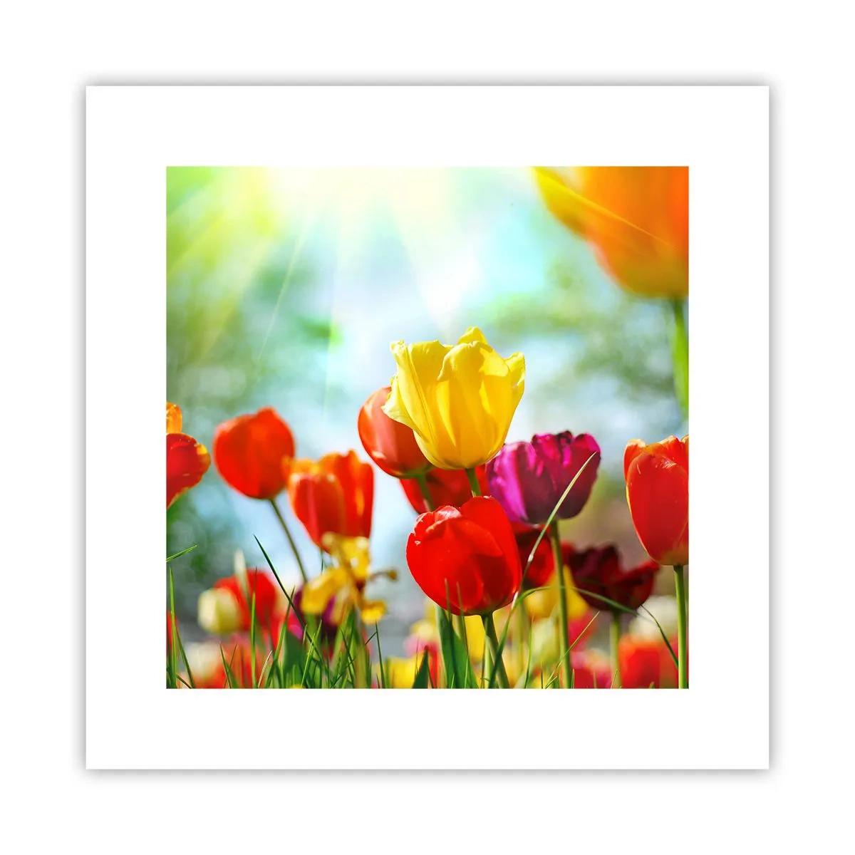 Pôster - Todas as cores do sol - 30x30 cm