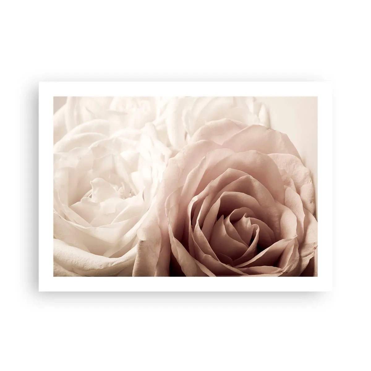 Pôster - No coração de uma rosa - 70x50 cm
