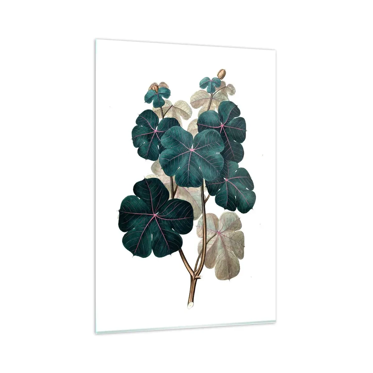 Quadro em vidro - Do antigo herbário - 80x120 cm